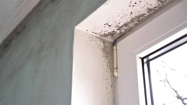 Best Fast Mold Removal  in Midway, FL